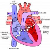 1044px Diagram of the human heart hu svg