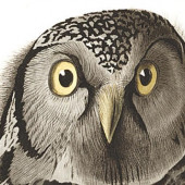 hawk owl2