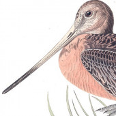 plate 238 great marbled godwit