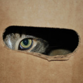 spying cat